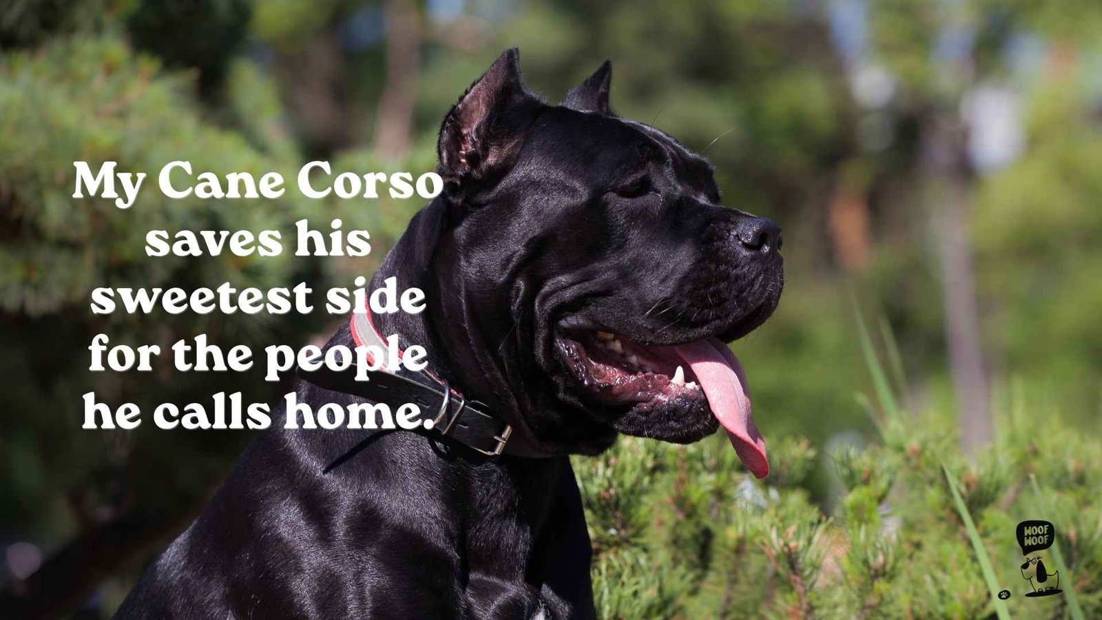 Gentle Cane Corso Quotes About Their Love for Family