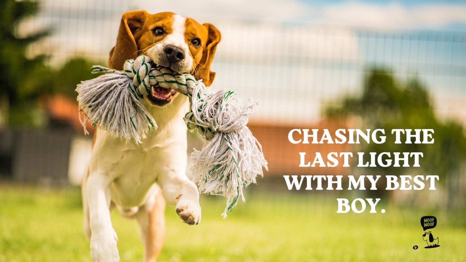 Golden Hour Dog Photo Captions