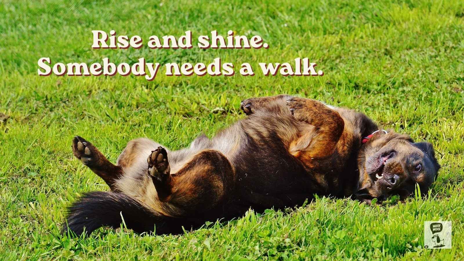 Good Morning Dog Quotes