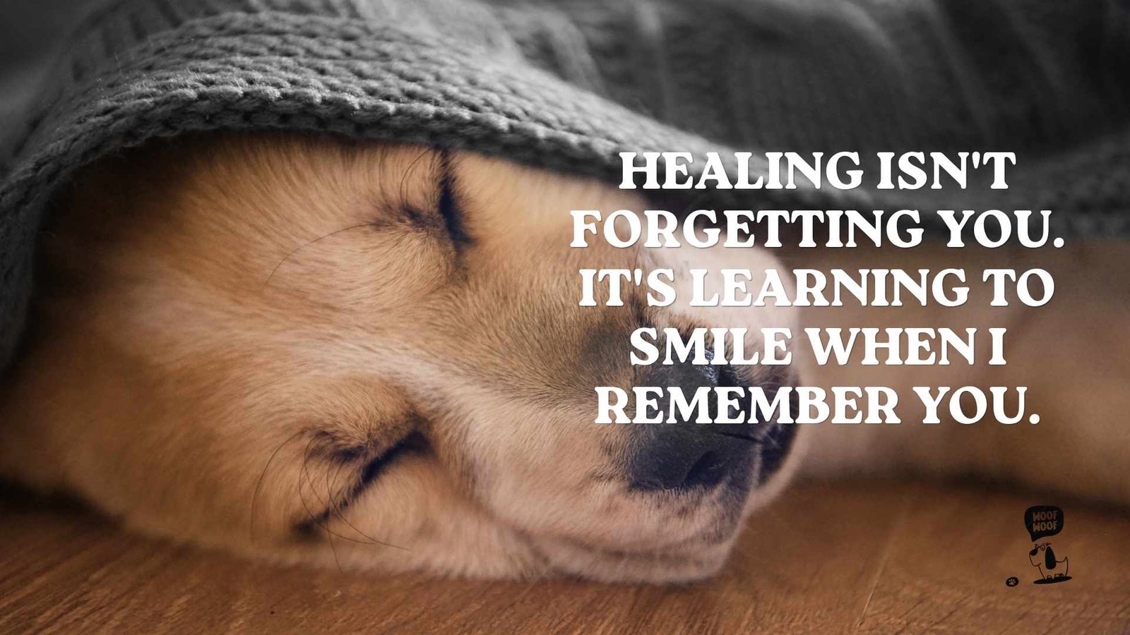 Healing Slowly After the Sudden Loss of a Dog