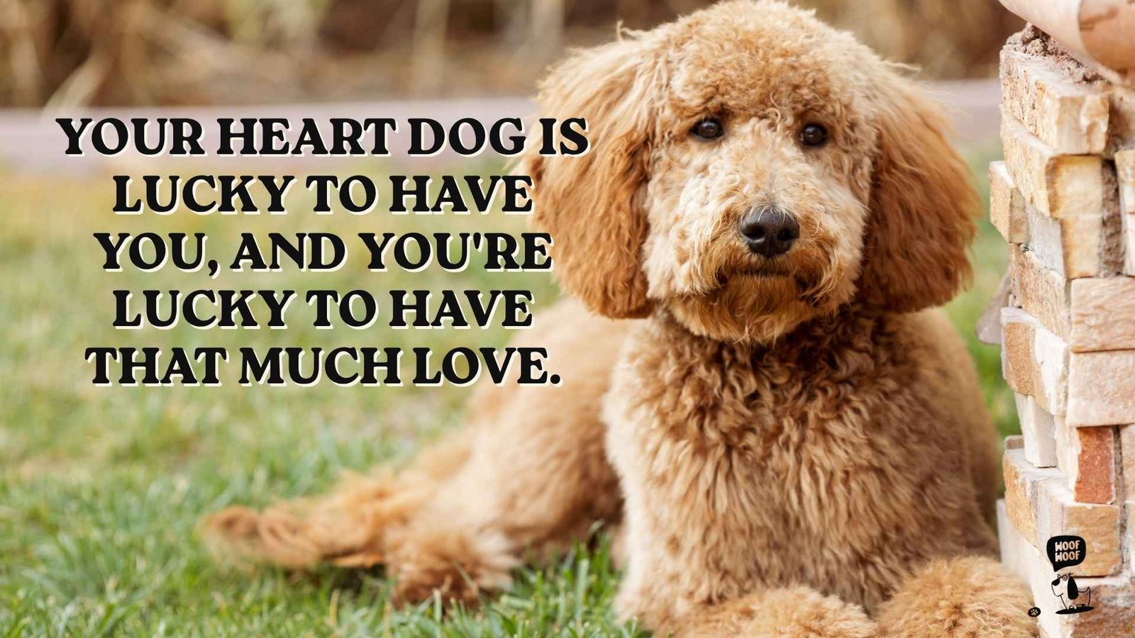 Heart Dog Quotes for a Friend