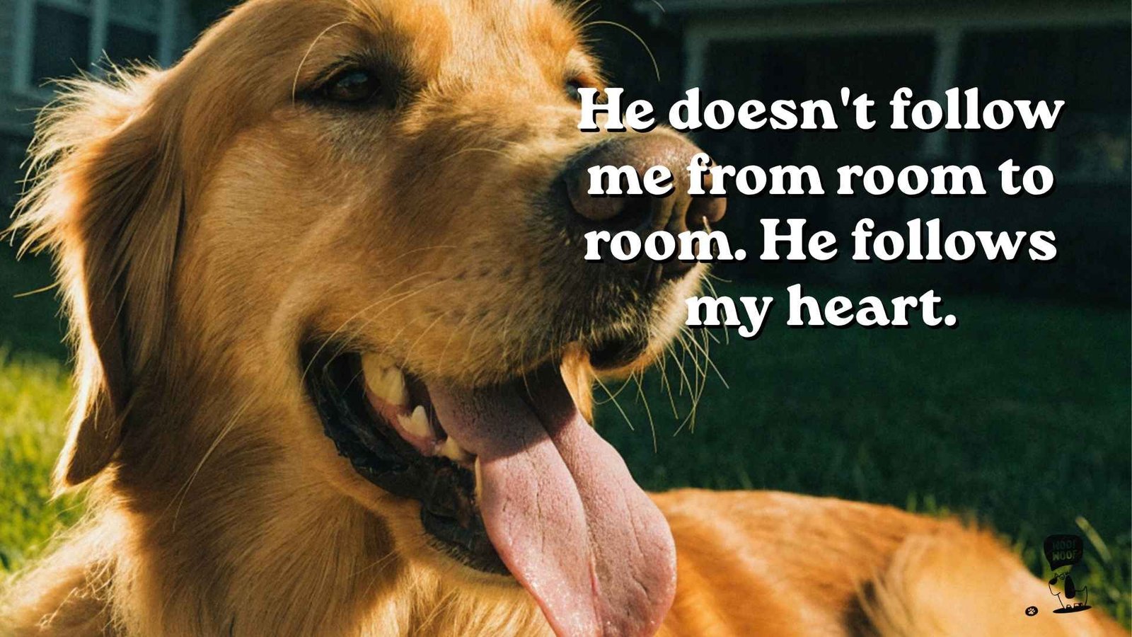 Heart Dog Quotes