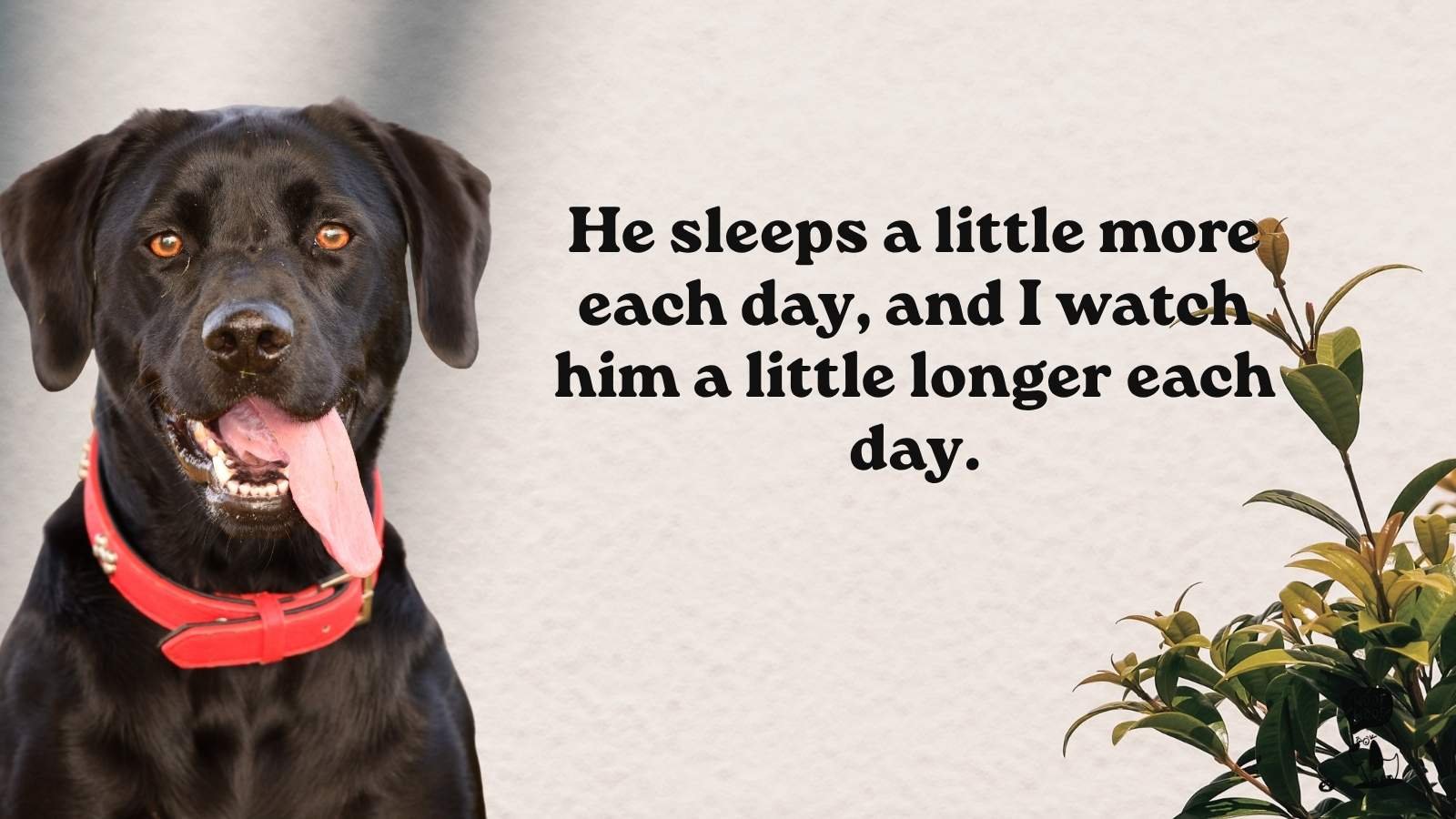 Heart Touching Dog Quotes About Senior Dogs