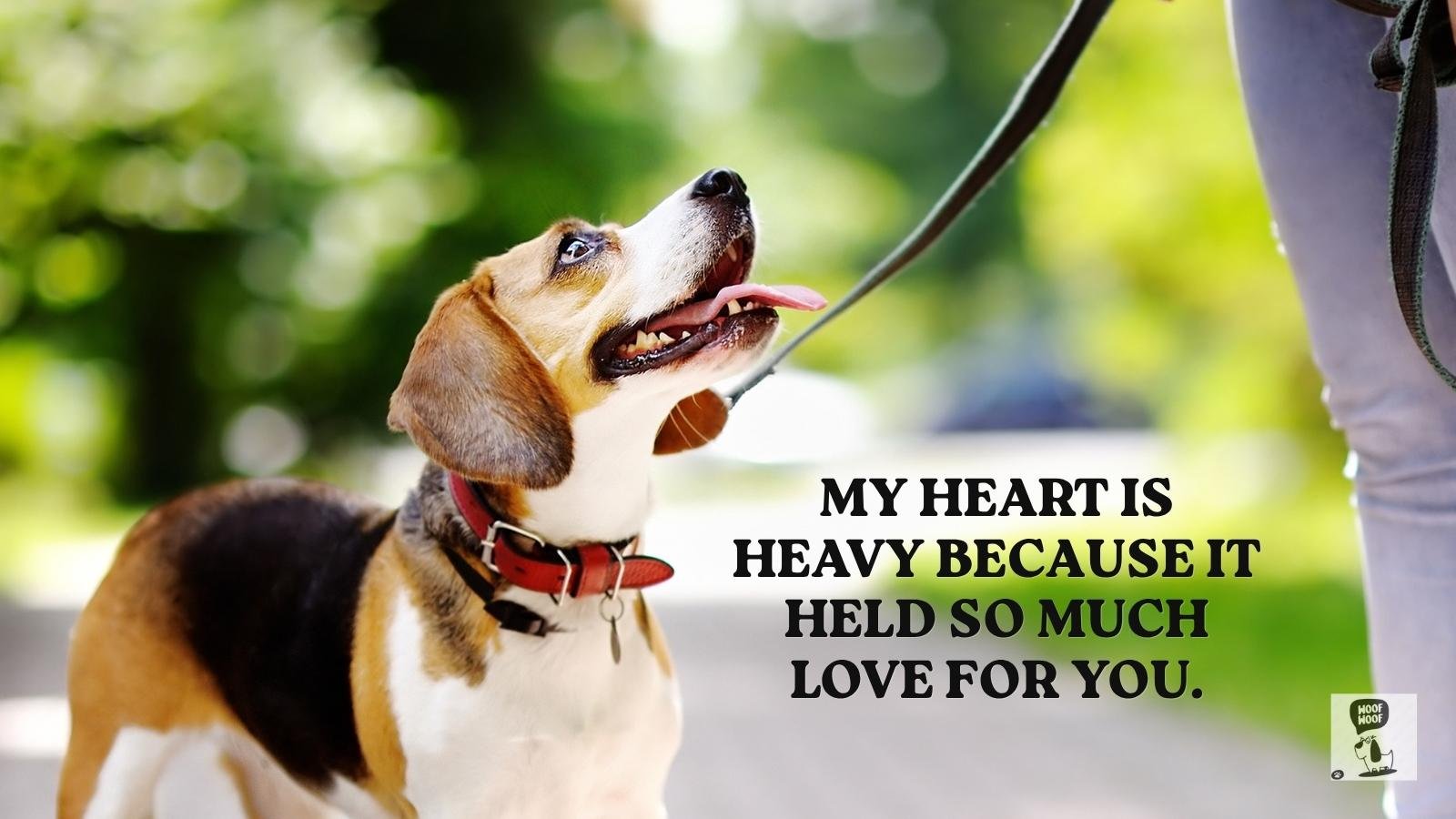 Heartfelt and Emotional Dog Death Captions