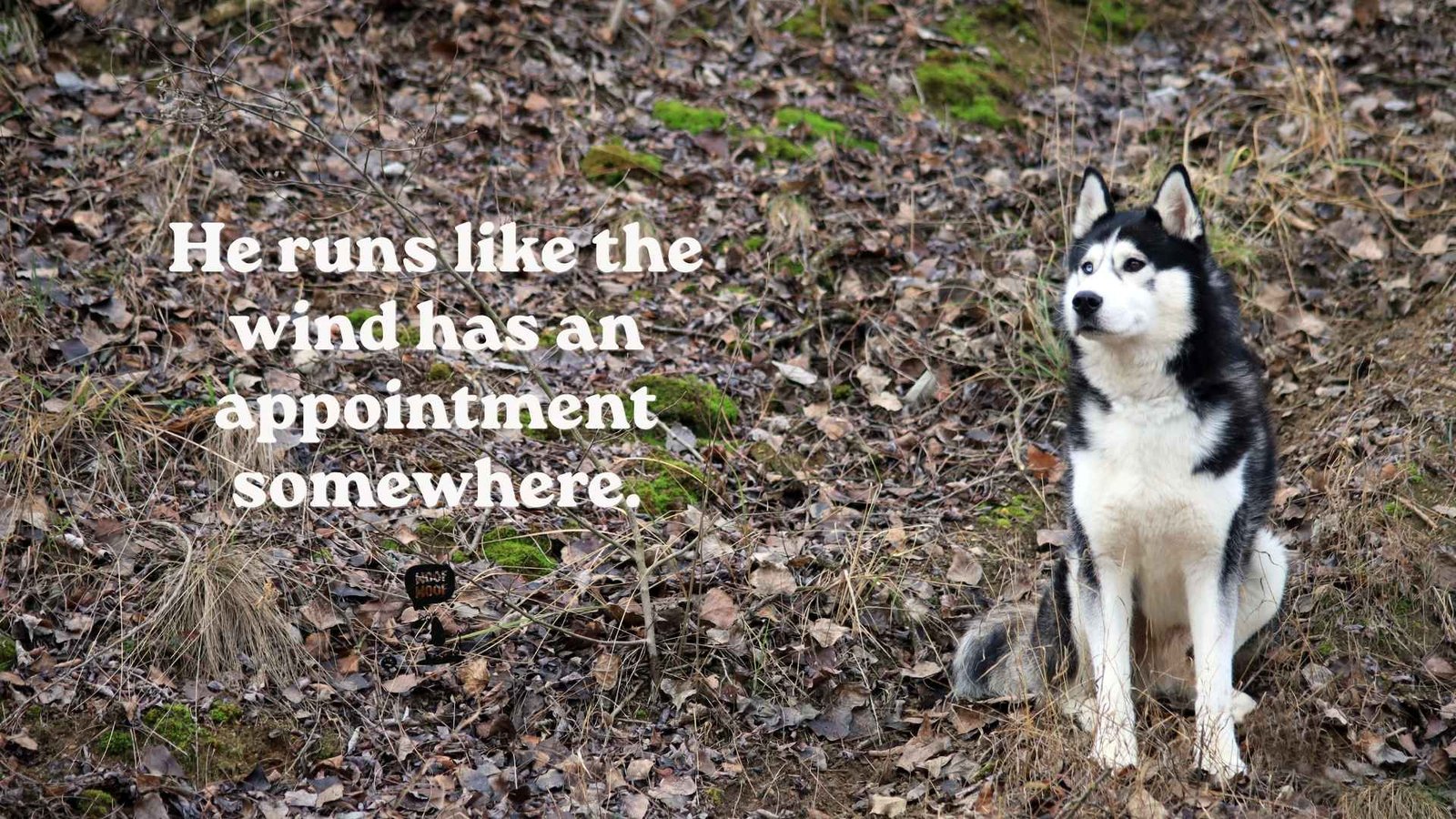 High-Energy Husky Sayings
