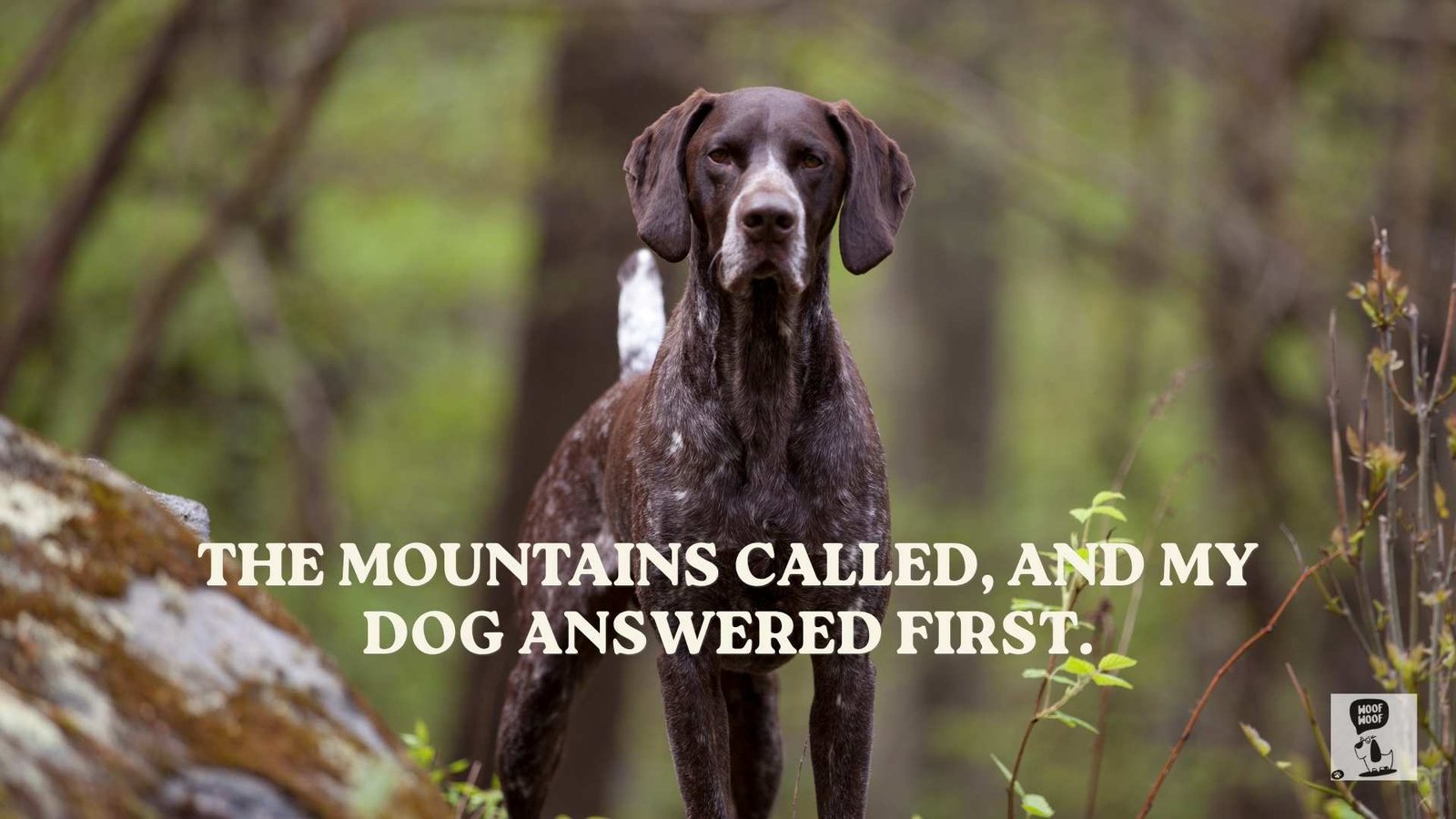 Hiking and Mountain Dog Quotes