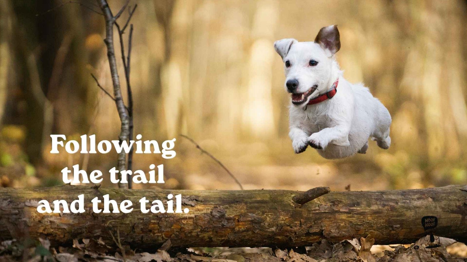 Hiking and Trail Dog Photo Captions