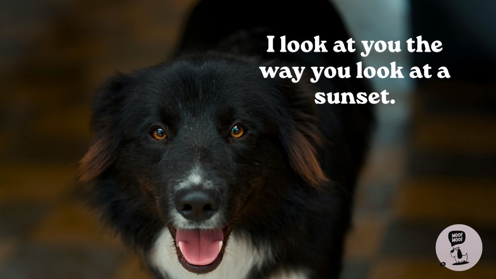 How Dogs Say I Love You