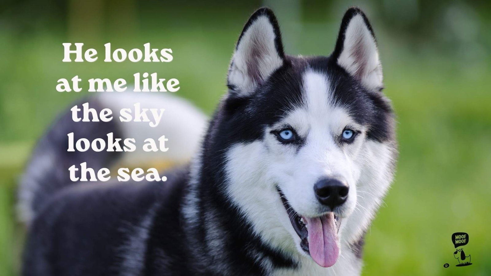 Husky Blue Eyes Quotes