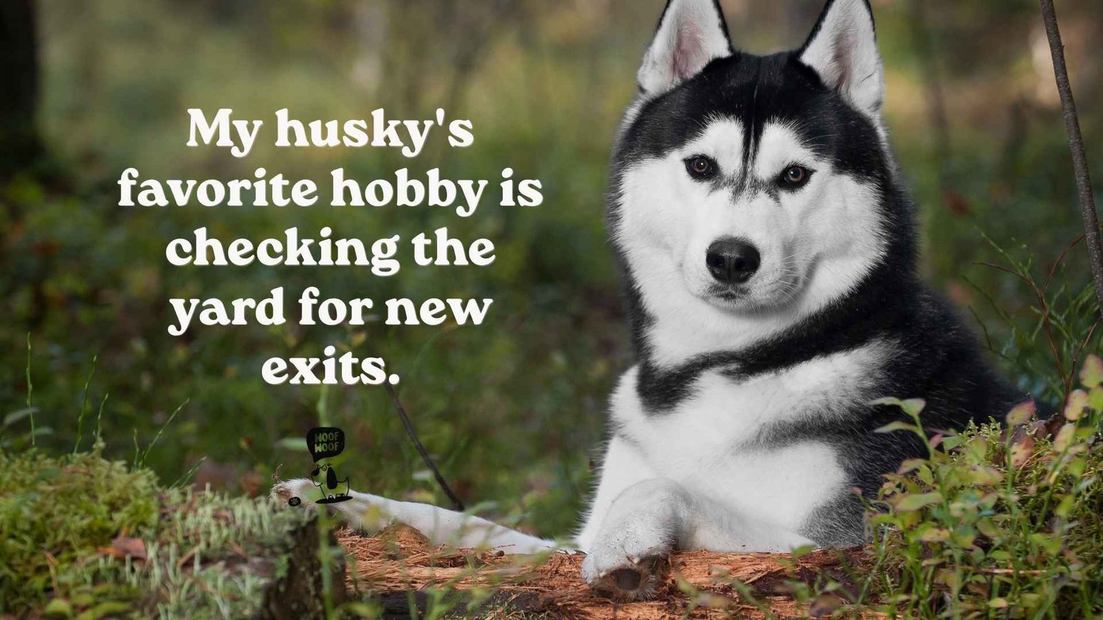 Husky Escape Artist Quotes