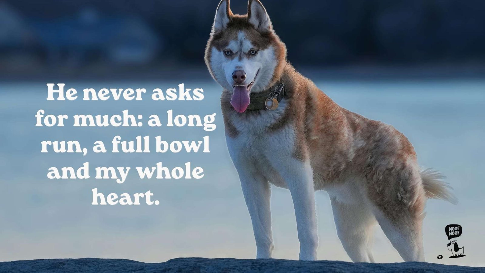 Husky Love Quotes