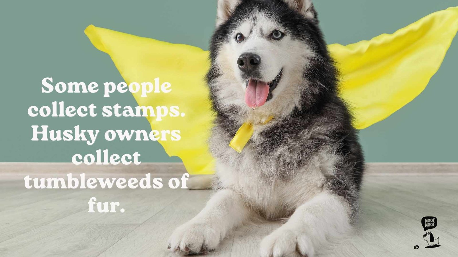 Husky Shedding Quotes