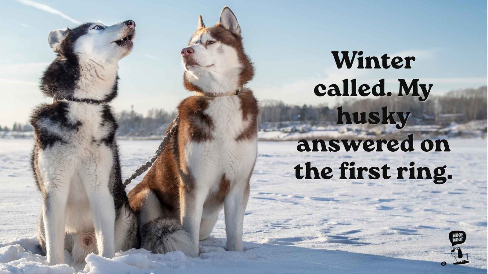 Husky Snow and Winter Captions