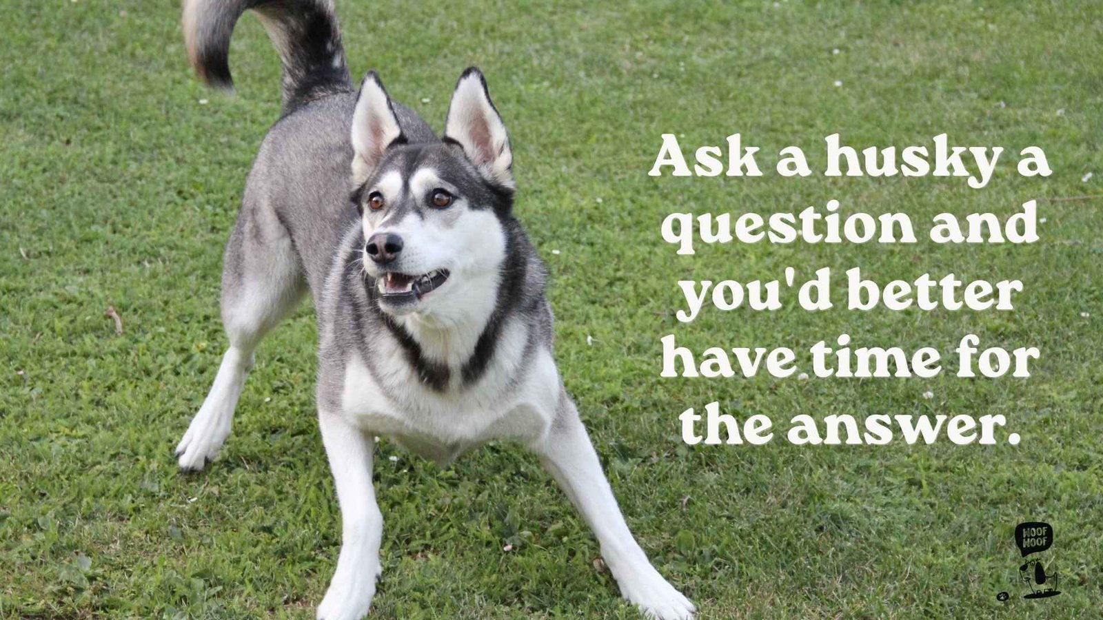 Husky Talking and Howling Quotes