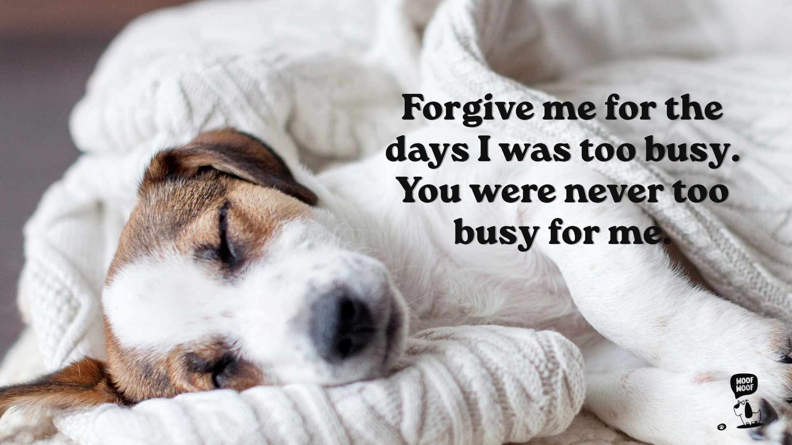 I'm Sorry Messages to a Dog You Had to Let Go