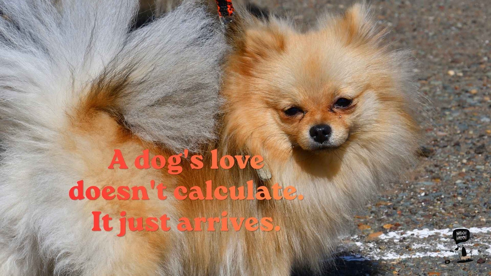 Innocent Love Quotes About Dogs