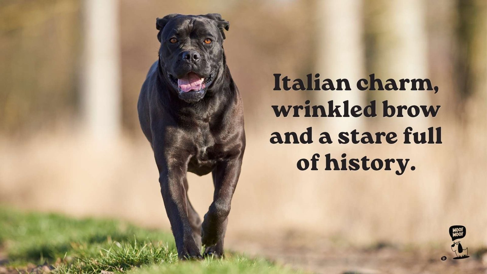 Italian Cane Corso Quotes About Their Old-World Roots