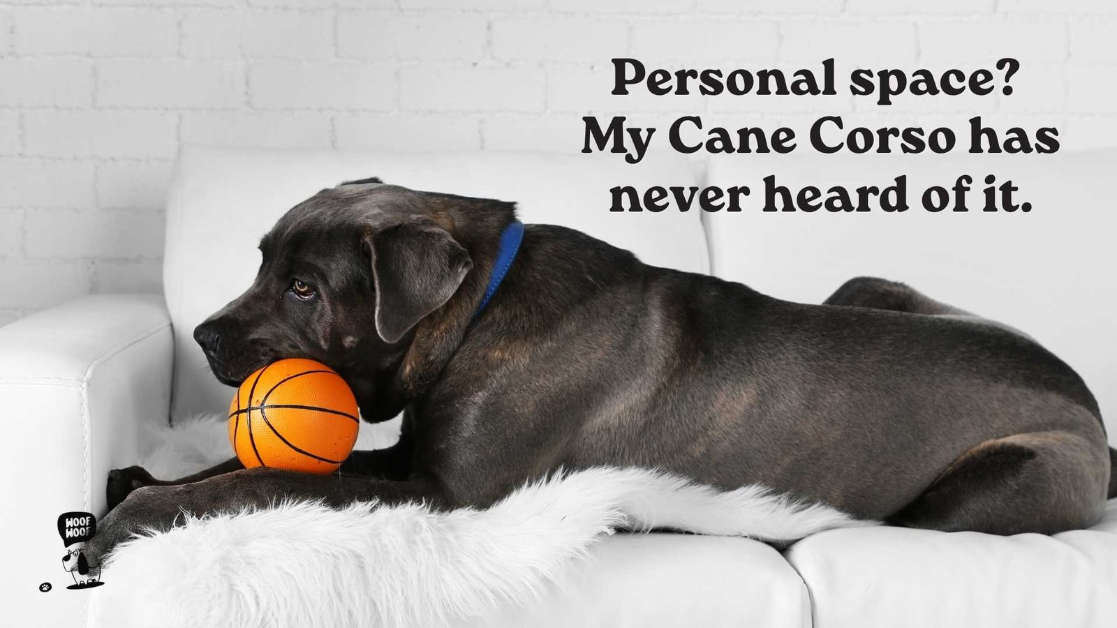 Lap Dog Cane Corso