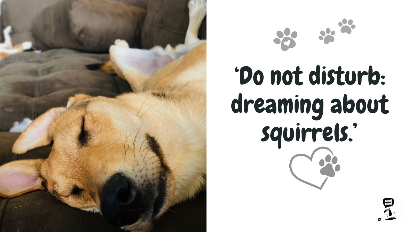 Lazy and Sleeping Dog Quotes