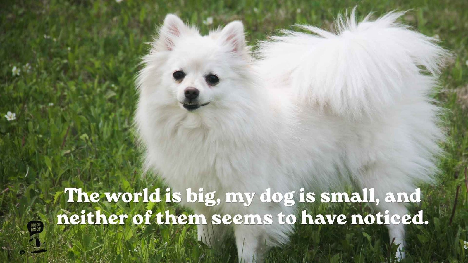 Little Dog vs. Big World Quotes