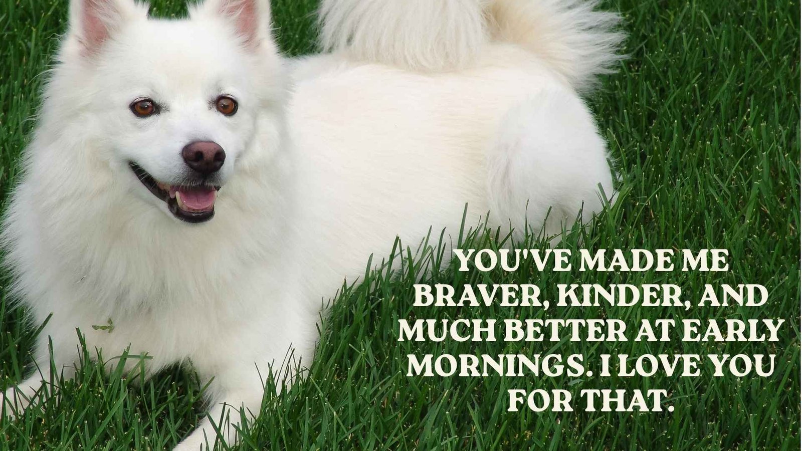 Love Notes to Say to My Dog
