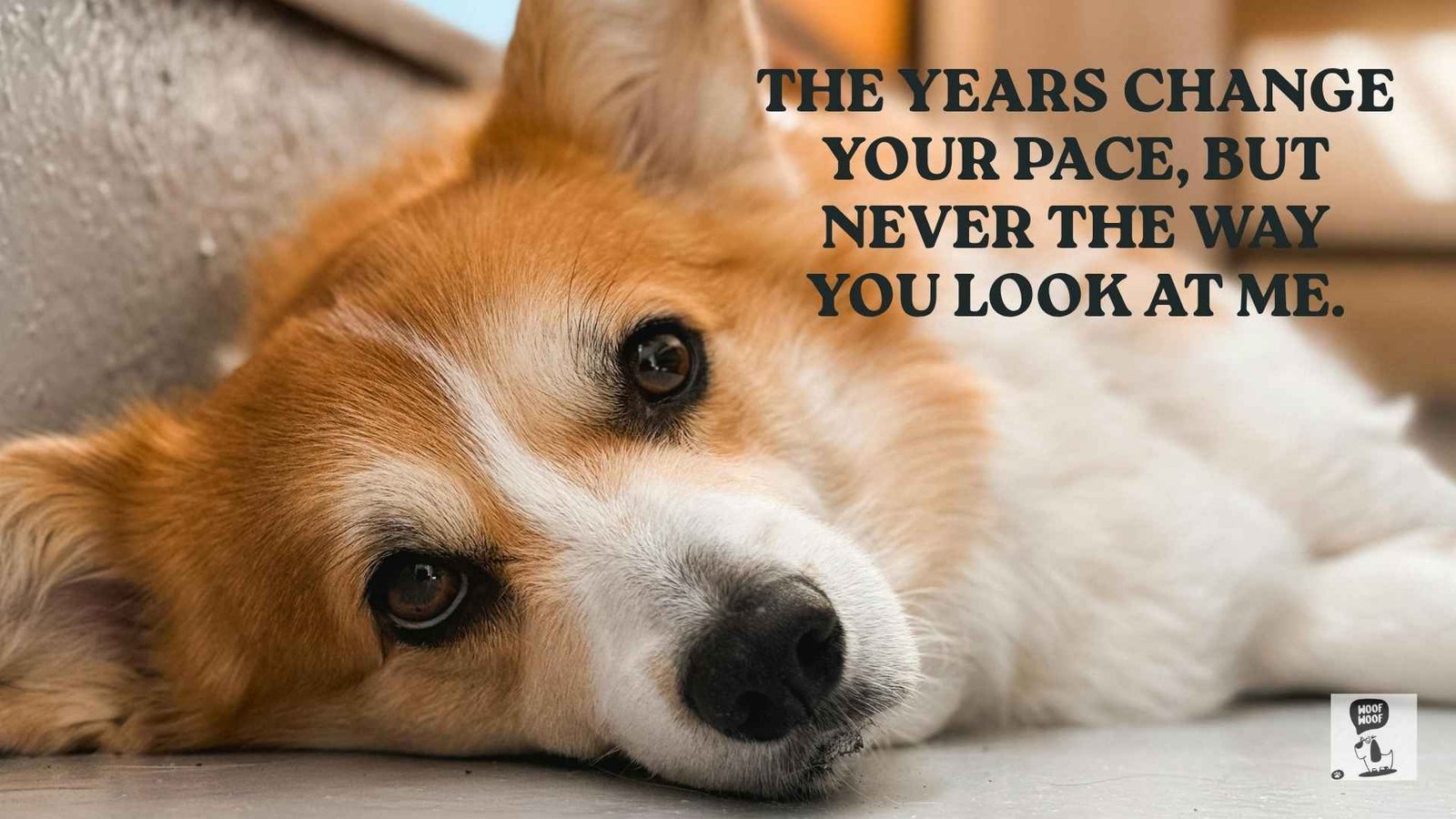 Love for My Dog Through the Years
