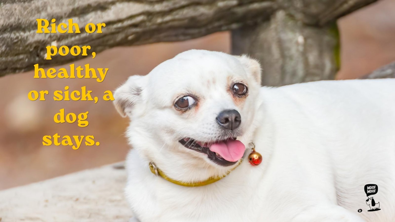 Loyal Dog Quotes Unconditional Love Through Hard Times