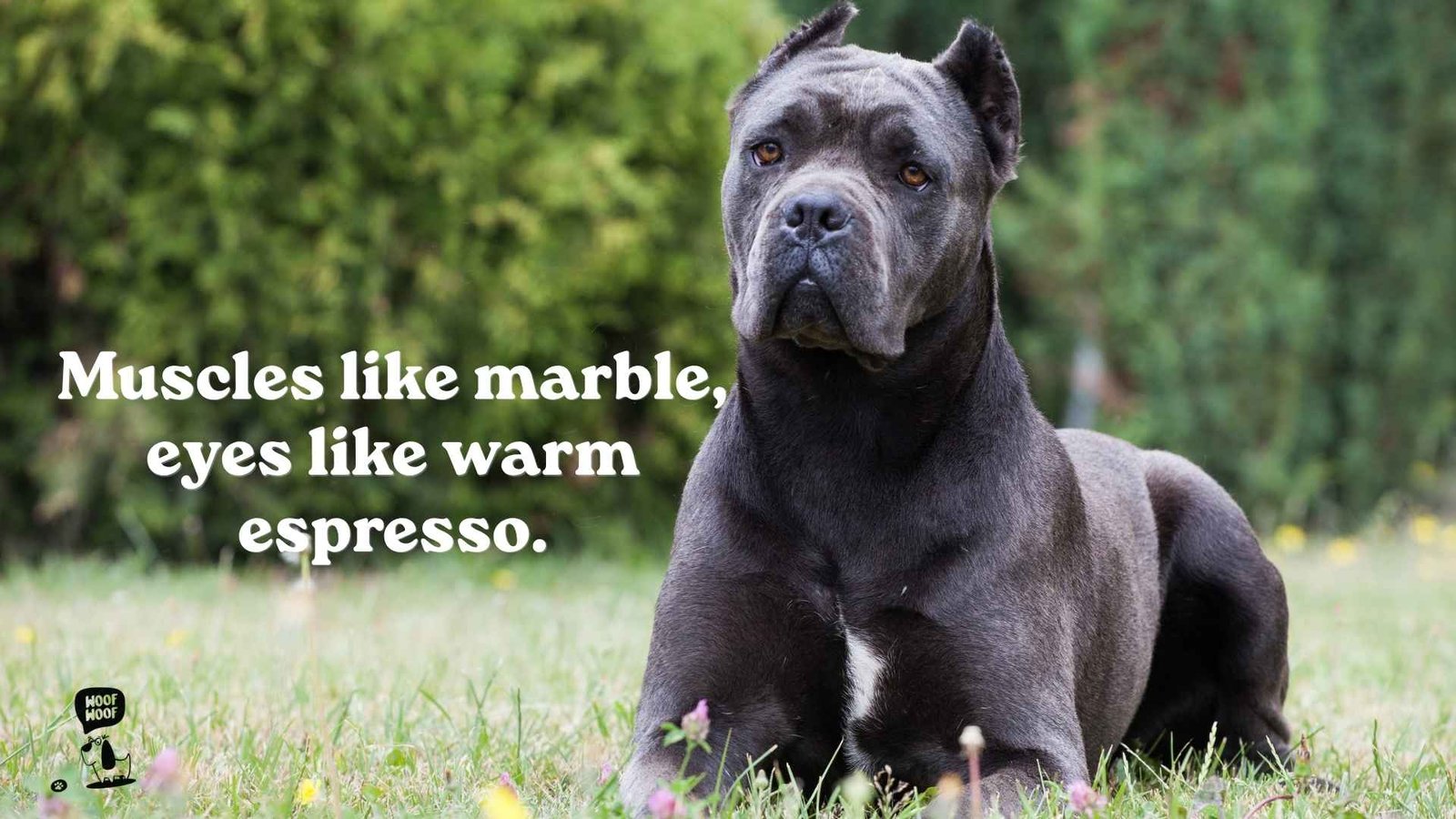 Majestic Cane Corso Quotes About That Regal Look