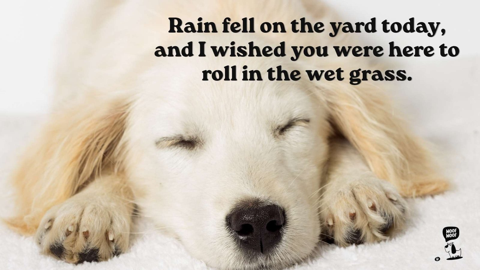 Messages for Your Dog in Heaven