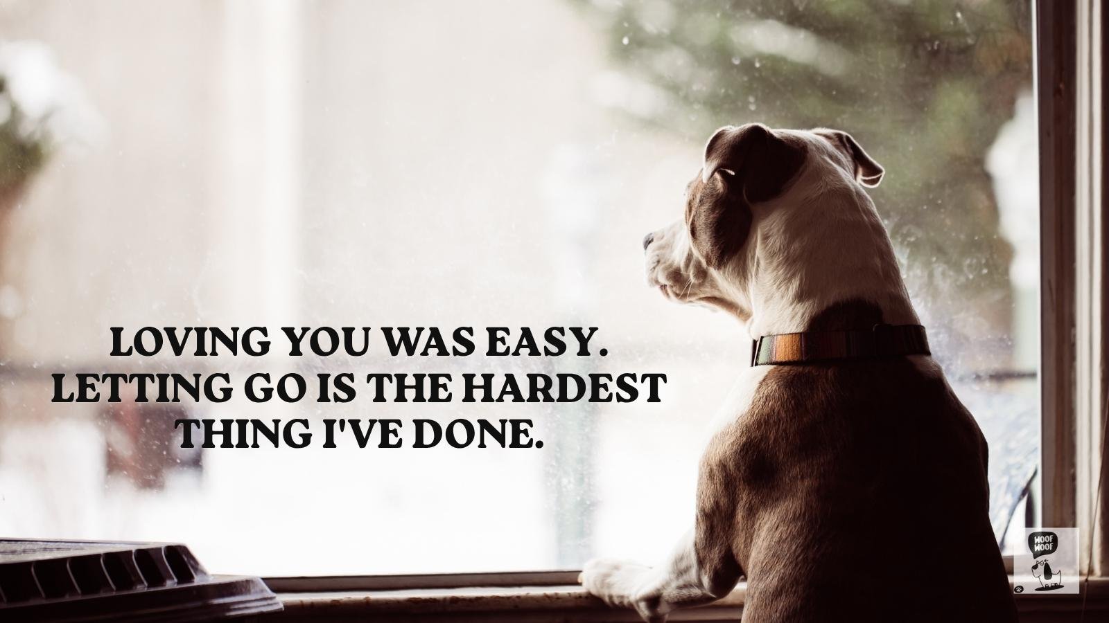 Miss You Dog Status and Missing My Dog Captions