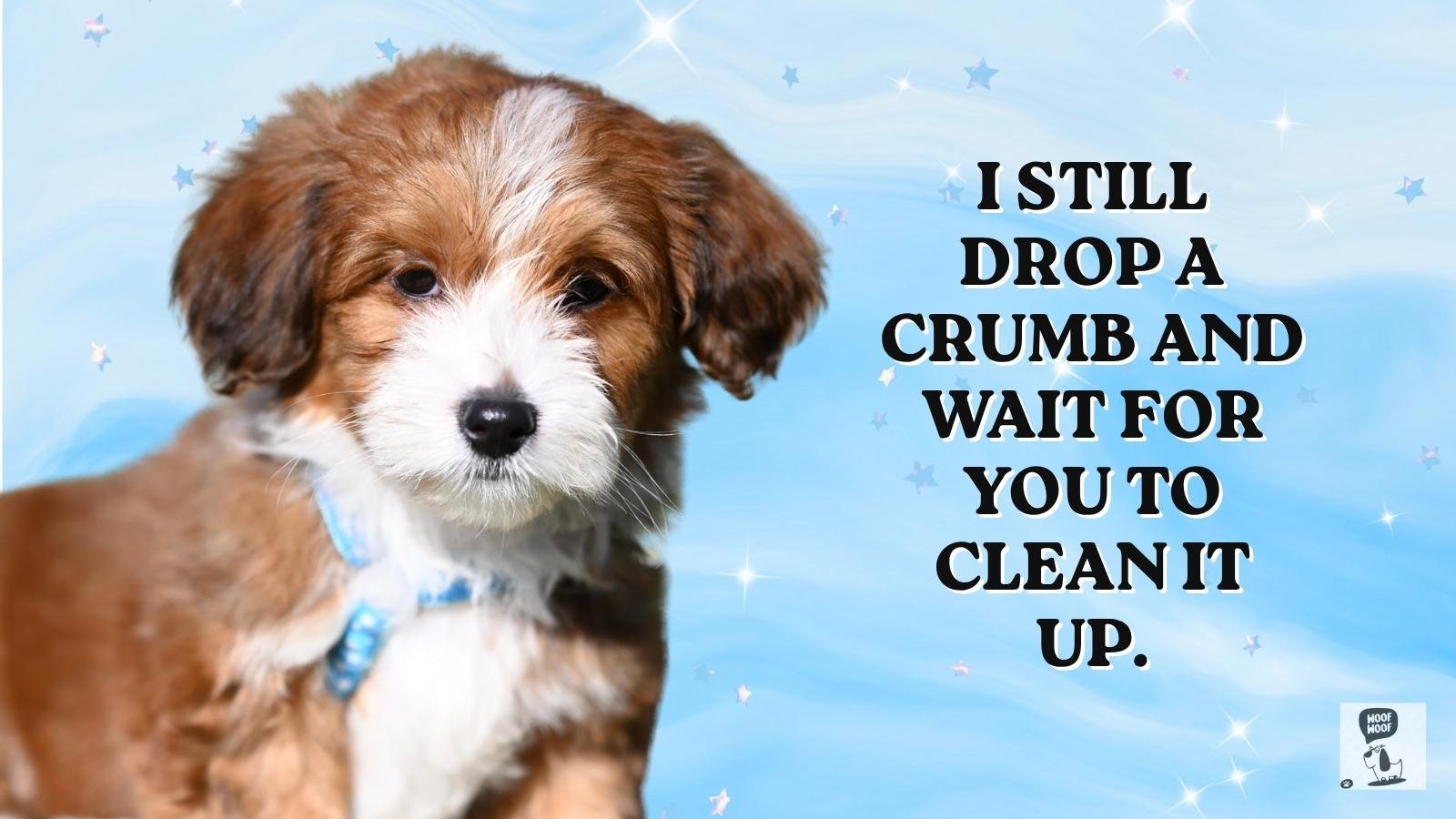 Missing My Dog Quotes