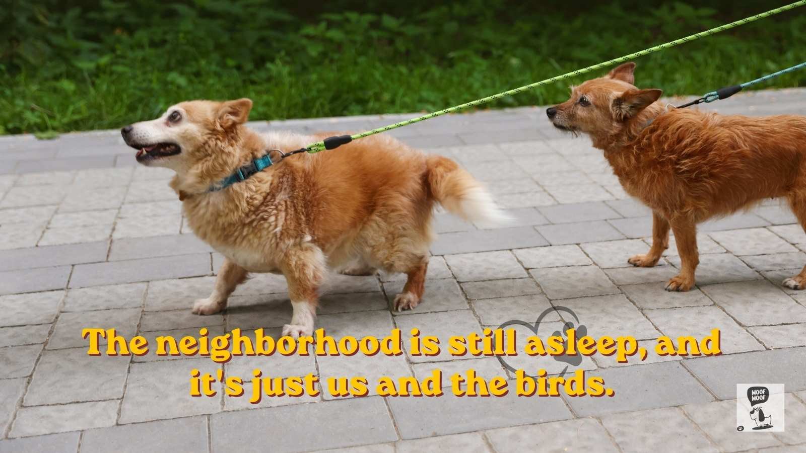Morning Walk With Dog Quotes