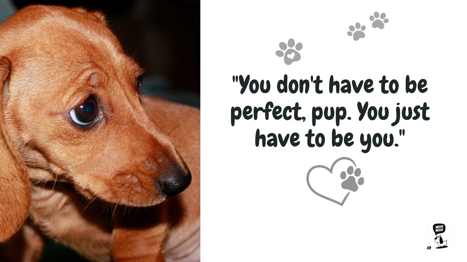 Motivational Quotes for Dogs