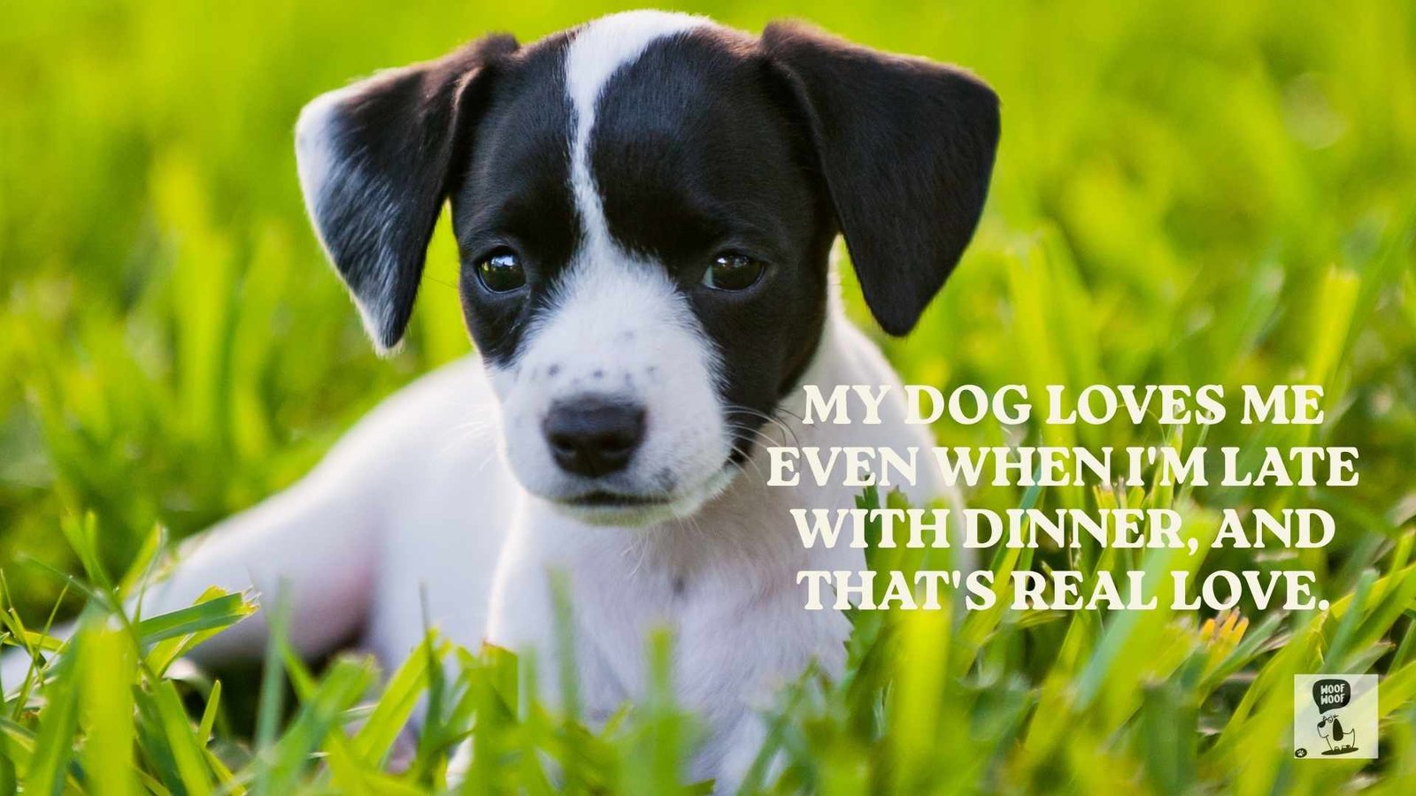My Dog Loves Me Quotes