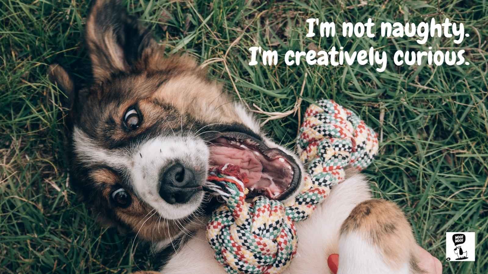 Naughty and Innocent Dog Quotes
