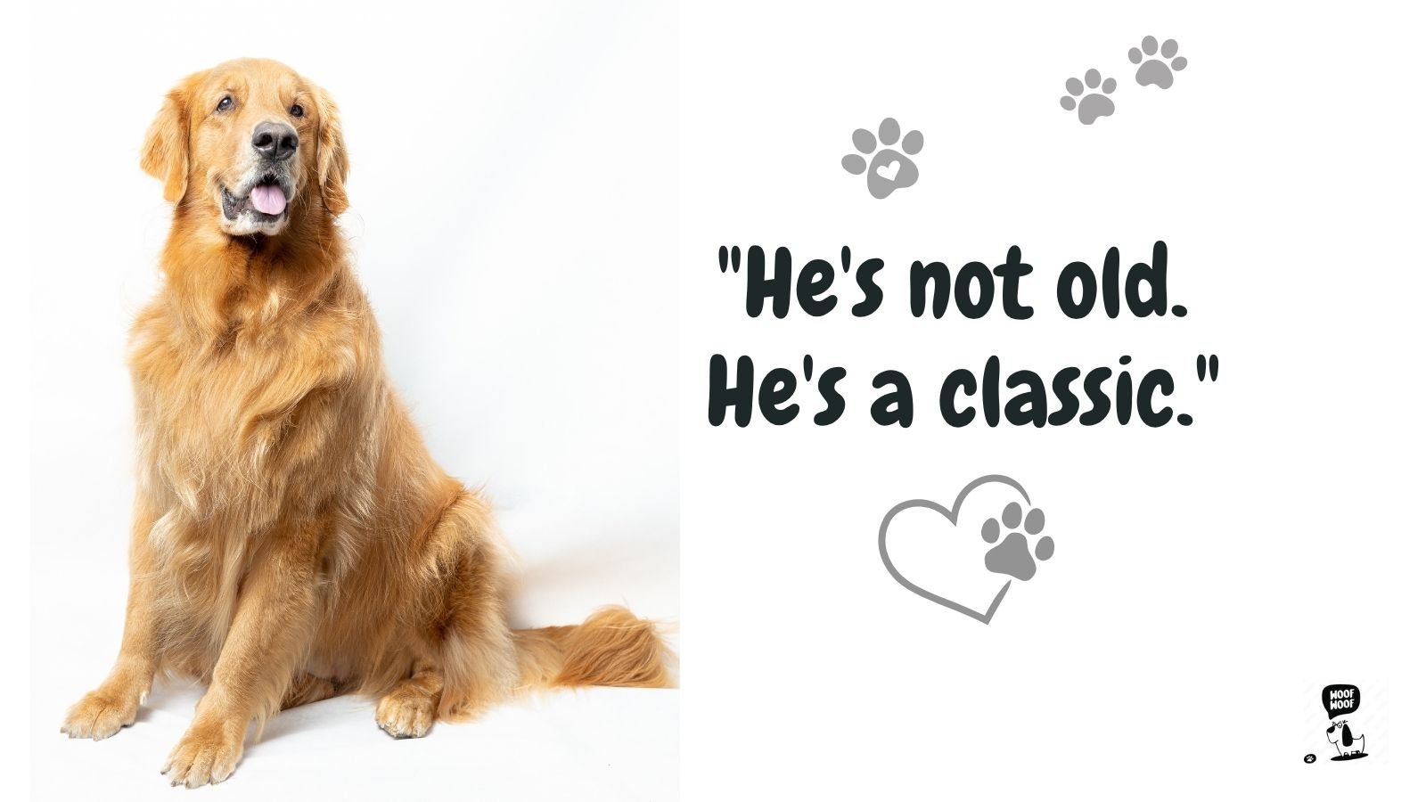 Old Dog Quotes