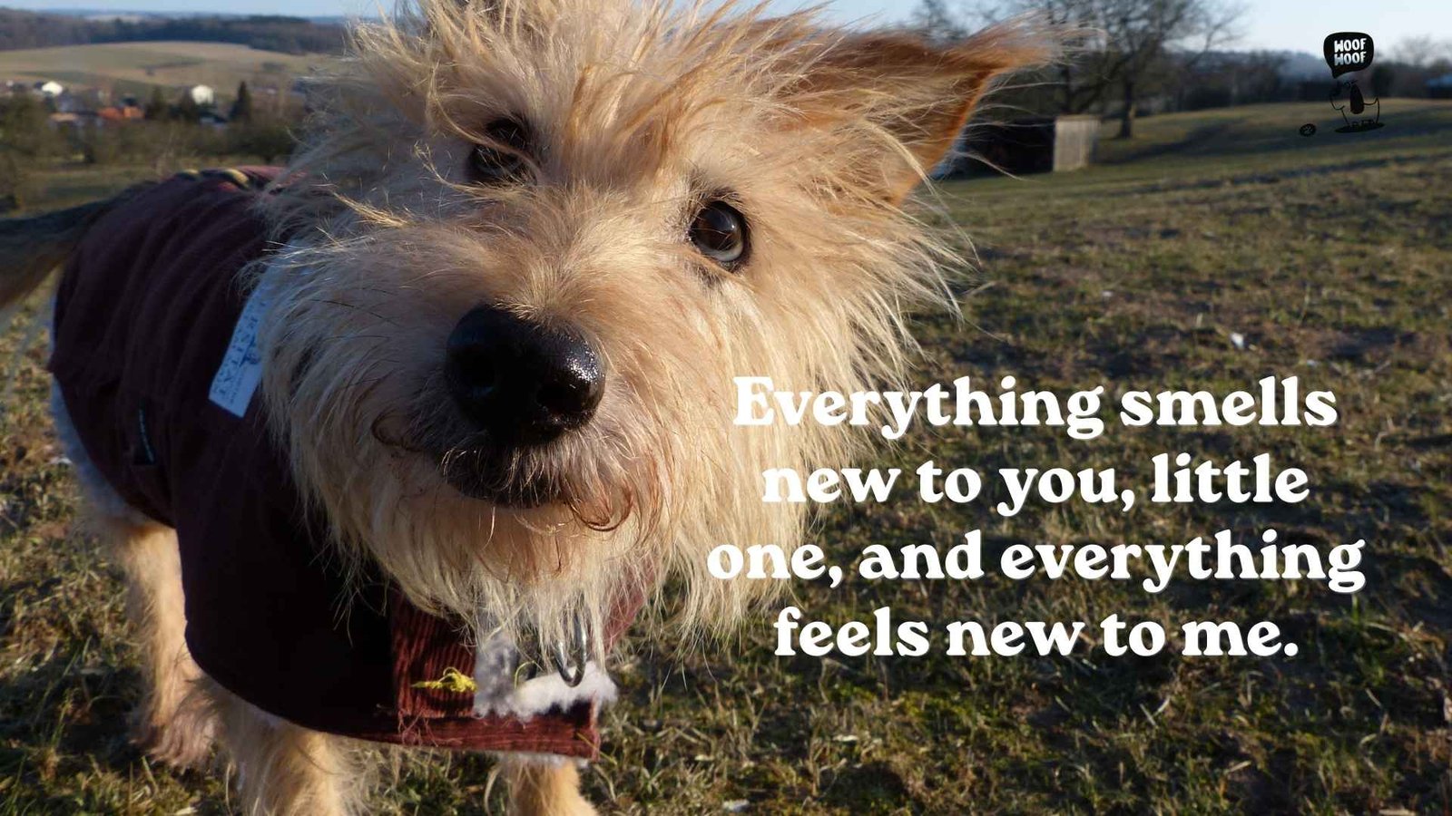 Pet Dog Status for New Dog Owners