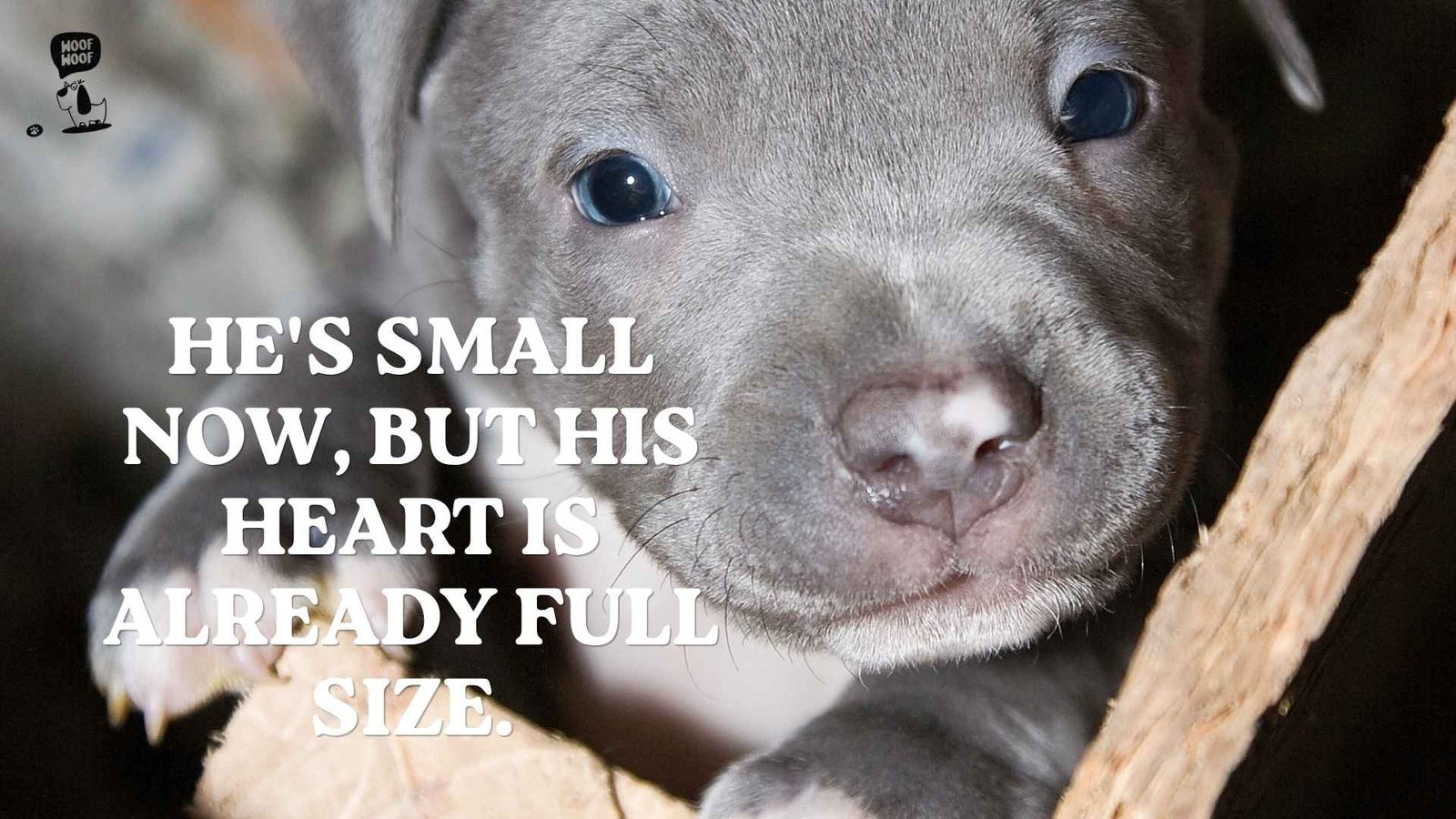 Pit Bull Puppy Quotes