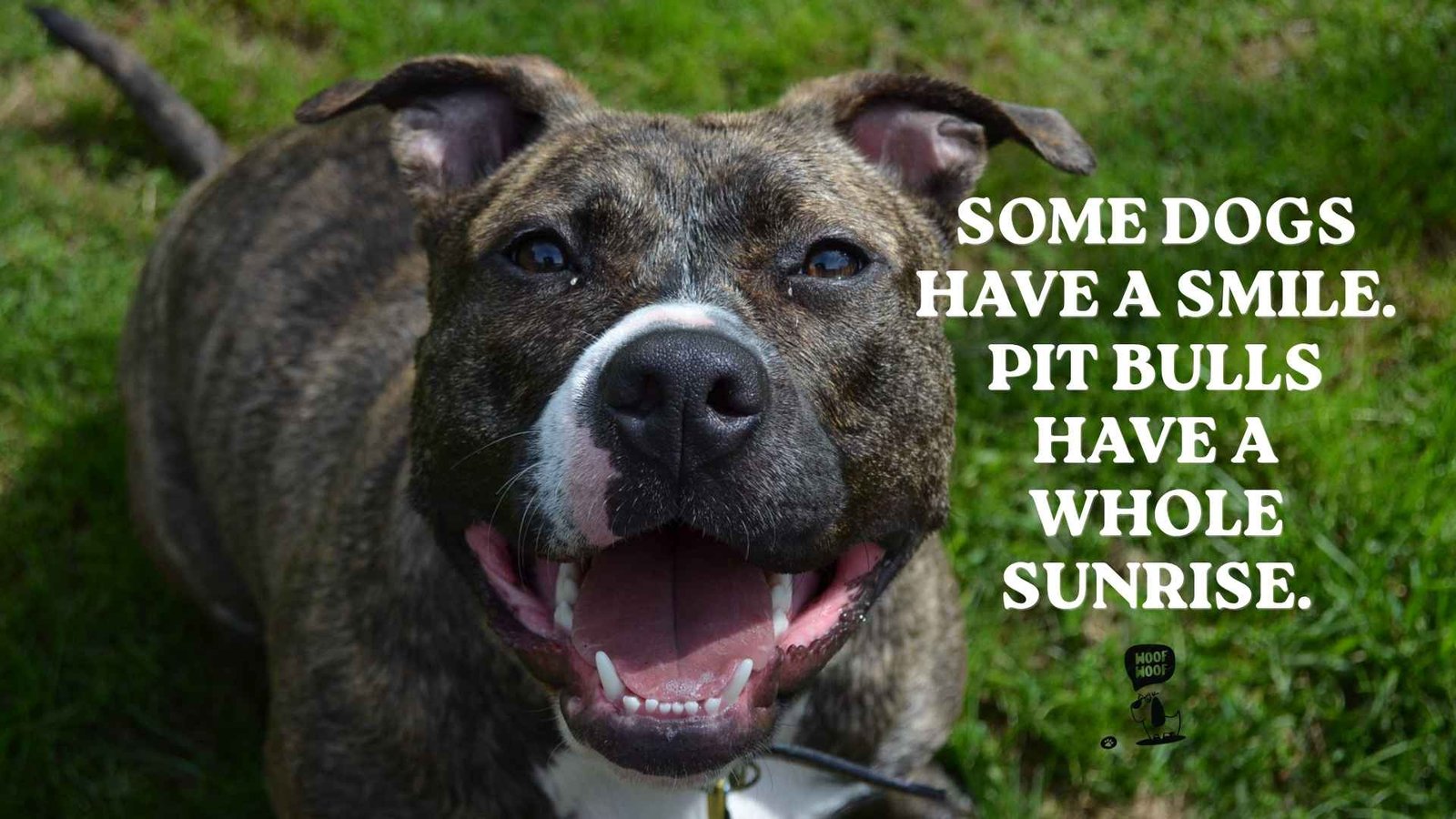 Pit Bull Smile Quotes