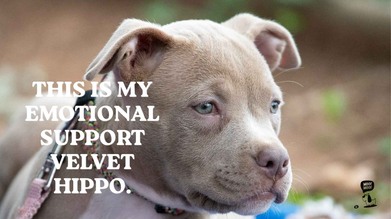 Pitbull Dog Captions for Instagram