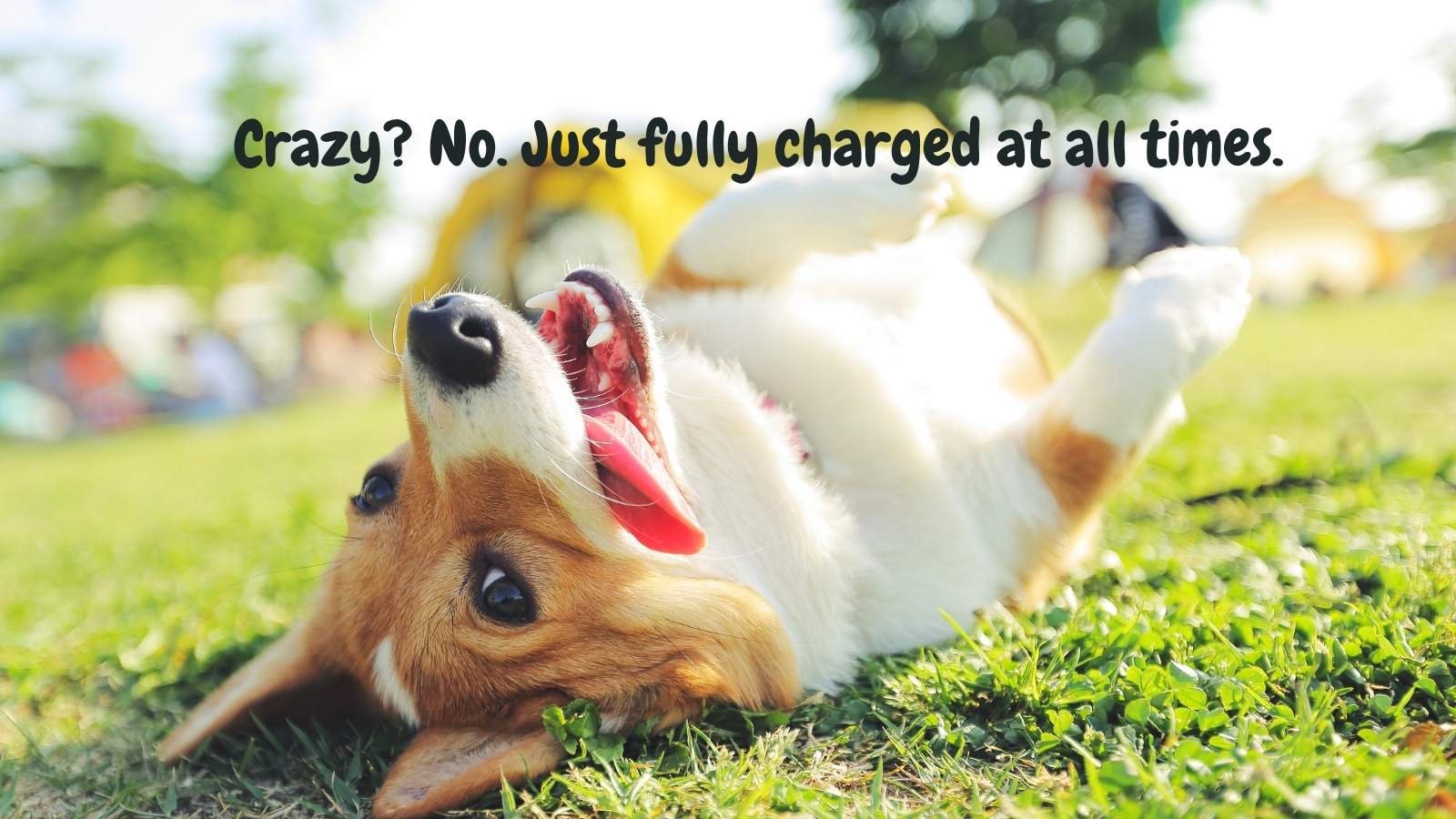 Playful and Crazy Dog Quotes