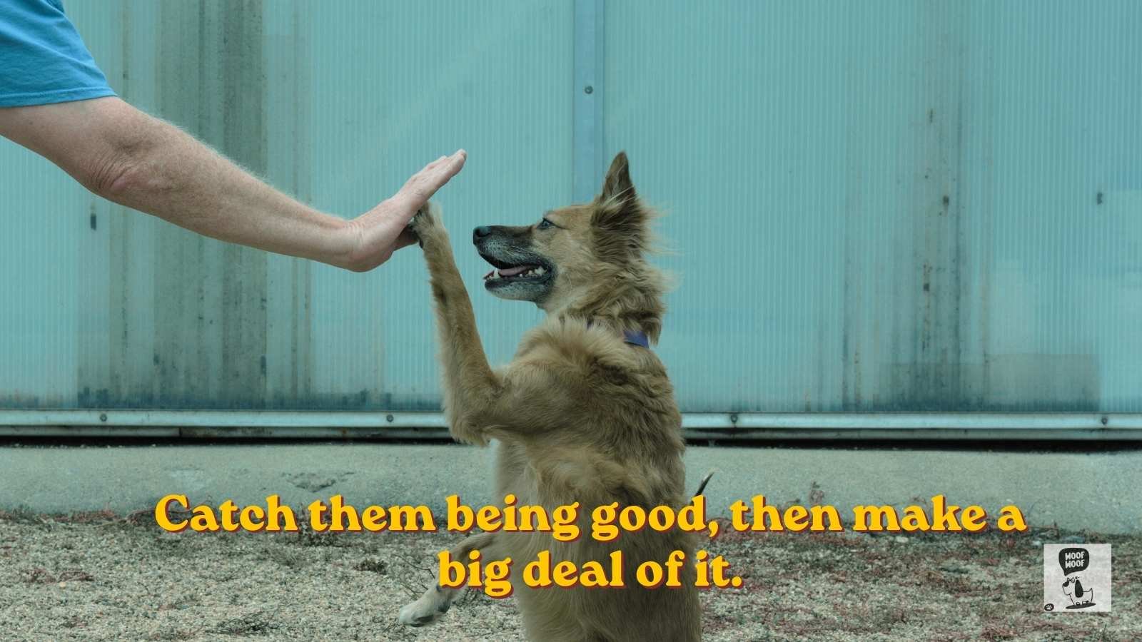 Positive Dog Training Quotes