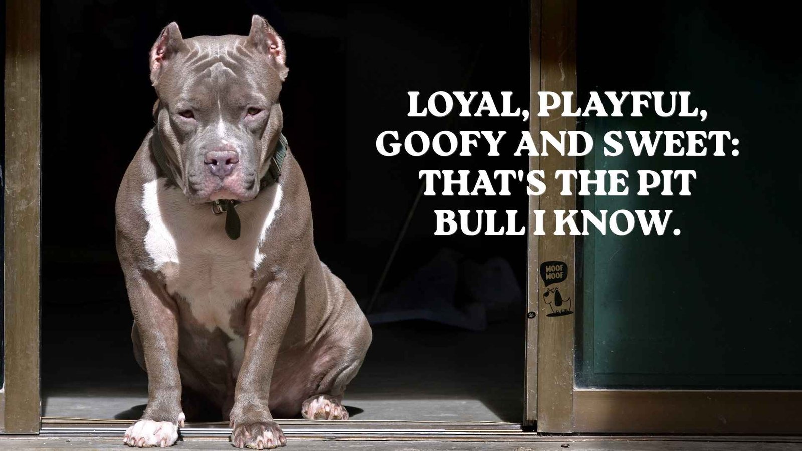 Positive Pitbull Dog Quotes