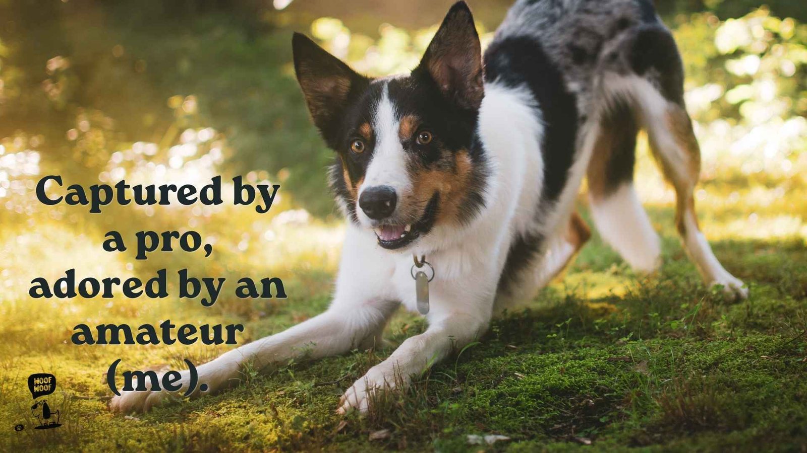 Professional Dog Photoshoot Captions