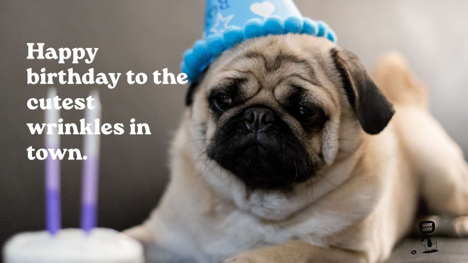 Pug Birthday Wishes