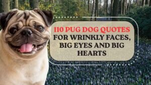 Pug Dog Quotes for Wrinkly Faces, Big Eyes and Big Hearts