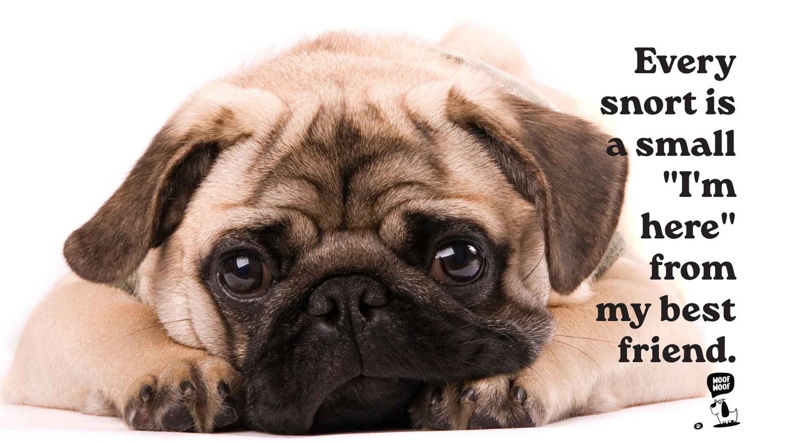 Pug Snoring and Snorting Sayings