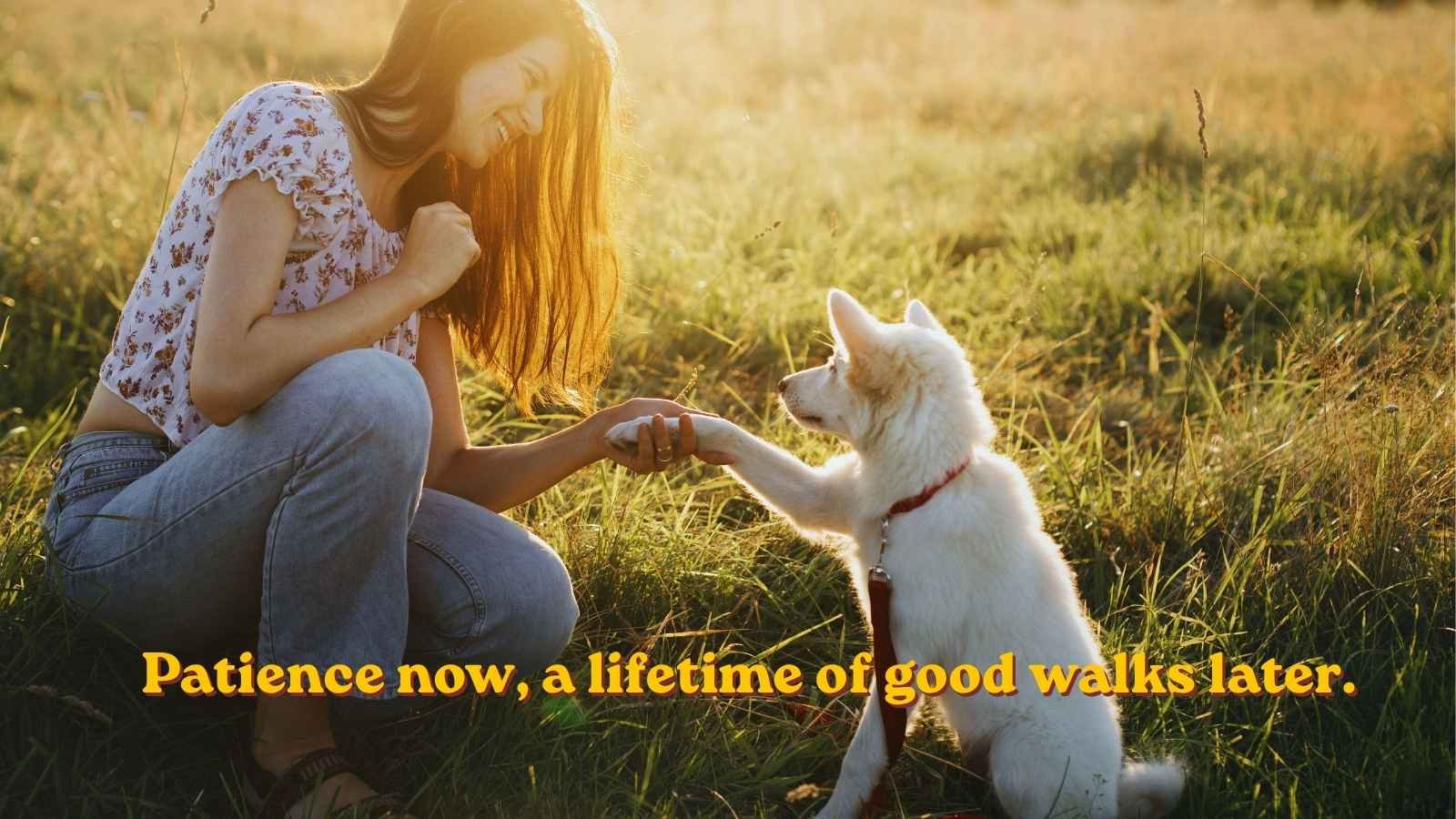 Puppy Training Quotes