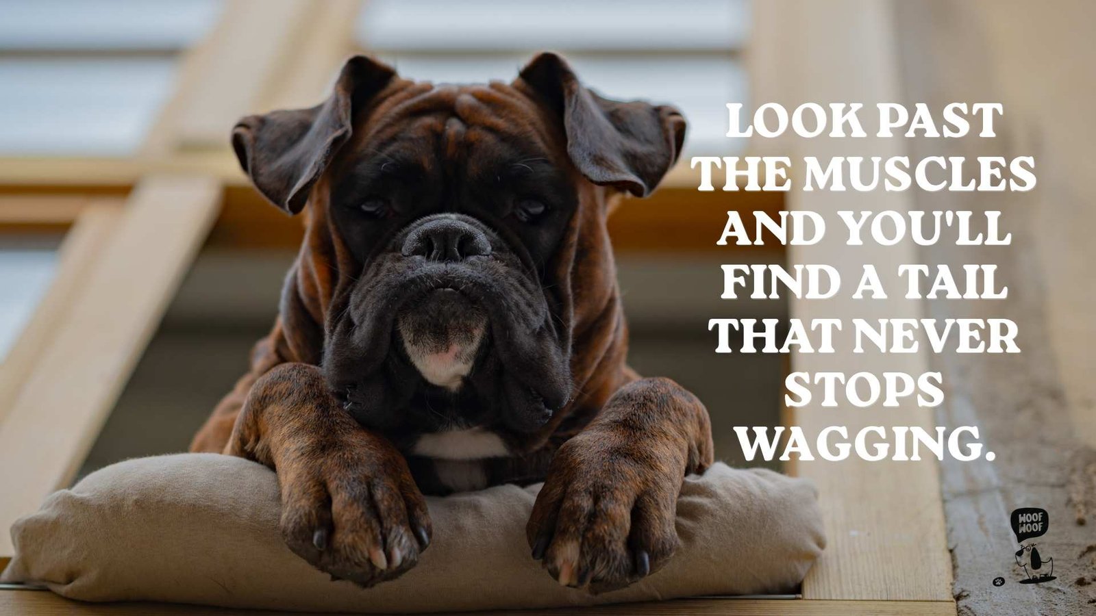 Quotes About Pit Bulls Love Over Labels