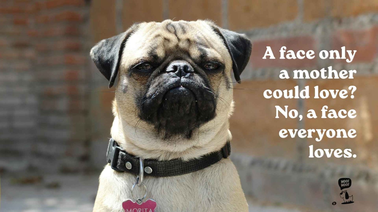 Quotes About Pug Wrinkles, Big Eyes and Curly Tails